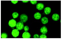 Bob 1 (C-20): sc-955. Immunofluorescence staining of methanol-fixed MM-142 cells showing nuclear localization.