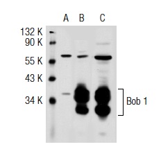 Bob 1 (C-20): sc-955. Western blot analysis of Bob 1 expression in non-transfected 293T: sc-117752 (A), human Bob 1 transfected 293T: sc-115196 (B) and Daudi (C) whole cell lysates.