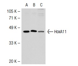 HoxA11 (N-15): sc-48542. Western blot analysis of HoxA11 expression in non-transfected 293T: sc-117752 (A) and human HoxA11 transfected 293T: sc-115833 (B) whole cell lysates and Jurkat nuclear extract (C).