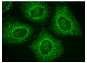 HoxA11 (N-15): sc-48542. Immunofluorescence staining of methanol-fixed HeLa cells showing cytoplasmic localization.
