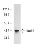 HoxB3 (H-50): sc-28606. Western blot analysis of HoxB3 expression in MCF7 whole cell lysate.