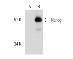 Nanog (1E6C4): sc-293121. Western blot analysis of Nanog expression in non-transfected: sc-110760 (A) and human Nanog transfected: sc-171225 (B) 293 whole cell lysates.