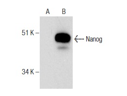 Nanog (1E6C4): sc-293121. Western blot analysis of Nanog expression in non-transfected: sc-117752 (A) and human Nanog transfected: sc-369869 (B) 293T whole cell lysates.