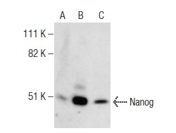 Nanog (5A10): sc-134218. Western blot analysis of Nanog expression in non-transfected 293: sc-110760 (A), human Nanog transfected 293: sc-171225 (B) and HeLa (C) whole cell lysates.