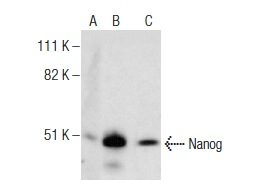 Nanog (5A10): sc-134218. Western blot analysis of Nanog expression in non-transfected 293T: sc-117752 (A), human Nanog transfected 293T: sc-369869 (B) and HeLa (C) whole cell lysates.