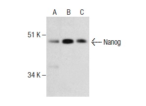Nanog (5A10): sc-134218. Western blot analysis of Nanog expression in HeLa (A) and Raji (B) whole cell lysates and human ovary tissue extract (C).