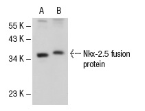 Nkx-2.5 (N-19): sc-8697. Western blot analysis of Nkx-2.5 expression in A549 whole cell lysate (A) and human recombinant Nkx-2.5 fusion protein (B).