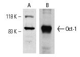 Oct-1 (C-21): sc-232. Western blot analysis of Oct-1 expression in Jurkat nuclear extract (A) and WEHI-231 whole cell lysate (B).
