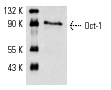 Oct-1 (12F11): sc-8024. Western blot analysis of Oct-1 expression in Ramos whole cell lysate.