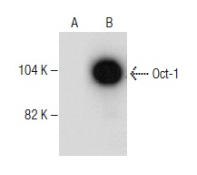 Oct-1 (12F11): sc-8024. Western blot analysis of Oct-1 expression in non-transfected: sc-110760 (A) and mouse Oct-1 transfected: sc-179035 (B) 293 whole cell lysates.