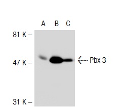Pbx 1a/2/3a (359.15): sc-101856. Western blot analysis of Pbx 3 expression in non-transfected 293T: sc-117752 (A), human Pbx 3 transfected 293T: sc-111640 (B) and BJAB (C) whole cell lysates.