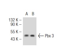 Pbx 1a/2/3a (359.15): sc-101856. Western blot analysis of Pbx 3 expression in non-transfected: sc-117752 (A) and human Pbx 3 transfected: sc-113459 (B) 293T whole cell lysates.
