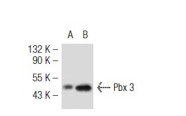 Pbx 1a/2/3a (359.15): sc-101856. Western blot analysis of Pbx 3 expression in non-transfected: sc-117752 (A) and mouse Pbx 3 transfected: sc-127302 (B) 293T whole cell lysates.