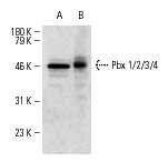 Pbx 1/2/3/4 (F-3): sc-28313. Western blot analysis of Pbx 1/2/3/4 expression in Jurkat nuclear extract (A) and BJAB whole cell lysate (B).