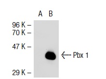 Pbx 1/2/3/4 (F-3): sc-28313. Western blot analysis of Pbx 1 expression in non-transfected: sc-117752 (A) and mouse Pbx 1 transfected: sc-122409 (B) 293T whole cell lysates.