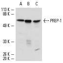 PREP-1 (B-2): sc-25282. Western blot analysis of PREP-1 expression in A-431 (A), K-562 (B) and KNRK (C) nuclear extracts.