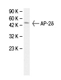 AP-2δ (J-18): sc-101886. Western blot analysis of AP-2δ expression in fetal muscle tissue extract.