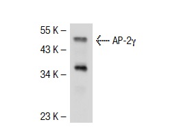 AP-2γ (6E4/4): sc-12762. Western blot analysis of AP-2γ expression in MCF7 whole cell lysate.