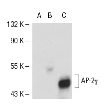 AP-2γ (6E4/4): sc-12762. Western blot analysis of AP-2γexpression in non-transfected 293T: sc-117752 (A), human AP-2γ transfected 293T: sc-115733 (B) and MCF7 (C) whole cell lysates.