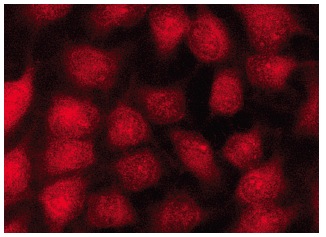 AP-2γ (6E4/4): sc-12762. Immunofluorescence staining of methanol-fixed HeLa cells showing nuclear localization.