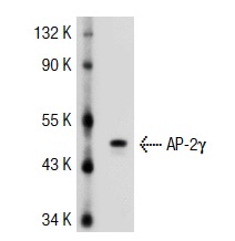 AP-2γ (AP2g 6E4/4): sc-53162. Western blot analysis of AP-2γ expression in HeLa whole cell lysate.