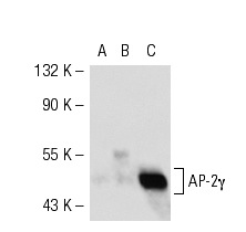 AP-2γ (AP2g 6E4/4): sc-53162. Western blot analysis of AP-2γ expression in non-transfected 293T: sc-117752 (A), human AP-2γ transfected 293T: sc-115733 (B) and MCF7 (C) whole cell lysates.