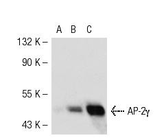 AP-2γ (AP2g 6E4/4): sc-53162. Western blot analysis of AP-2γ expression in non-transfected 293T: sc-117752 (A), mouse AP-2γ transfected 293T: sc-126419 (B) and MCF7 (C) whole cell lysates.
