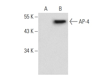 AP-4 (N-17): sc-18593. Western blot analysis of AP-4 expression in non-transfected: sc-117752 (A) and human AP-4 transfected: sc-176228 (B) 293T whole cell lysates.