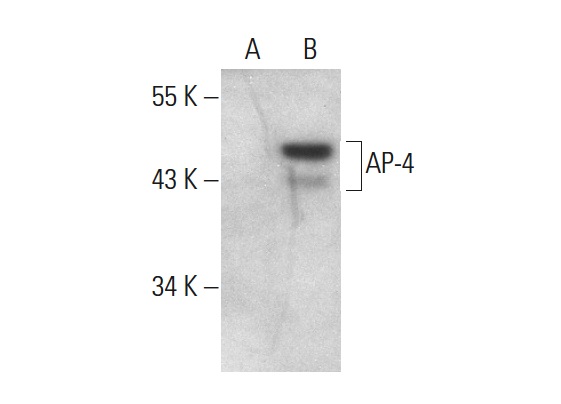 AP-4 (N-17): sc-18593. Western blot analysis of AP-4 expression in non-transfected: sc-117752 (A) and human AP-4 transfected: sc-176202 (B) 293T whole cell lysates.