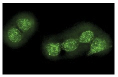 ALY (11G5): sc-32311. Immunofluorescence staining of methanol-fixed HeLa cells showing nuclear localization.
