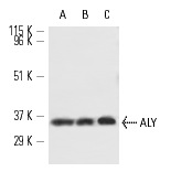 ALY (11G5): sc-32311. Western blot analysis of ALY expression in Jurkat (A) and HeLa (B) nuclear extracts.