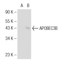APOBEC3B (H-22): sc-130955. Western blot analysis of APOBEC3B expression in non-transfected: sc-117752 (A) and human APOBEC3B transfected: sc-116560 (B) 293T whole cell lysates.