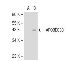 APOBEC3B (H-22): sc-130955. Western blot analysis of APOBEC3B expression in non-transfected: sc-117752 (A) and human APOBEC3B transfected: sc-127985 (B) 293T whole cell lysates.