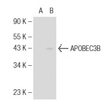 APOBEC3B (H-22): sc-130955. Western blot analysis of APOBEC3B expression in non-transfected: sc-117752 (A) and human APOBEC3B transfected: sc-127987 (B) 293T whole cell lysates.