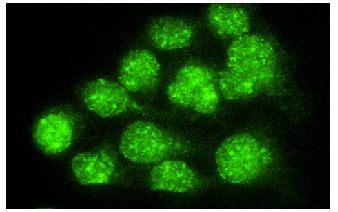 ATRX (H-300): sc-15408. Immunofluorescence staining of methanol-fixed HeLa cells showing nuclear localization.