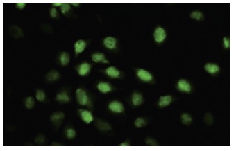 CARF (14.4): sc-101206. Immunofluorescence staining of paraformaldehyde-fixed HeLa cells showing nuclear localization.