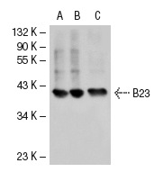 B23 (FC-8791): sc-32256. Western blot analysis of B23 expression in non-transfected 293T: sc-117752 (A), human B23 transfected 293T: sc-116348 (B) and HEL 92.1.7 (C) whole cell lysates.