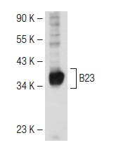 B23 (FC-8791): sc-32256. Western blot analysis of B23 expression in K-562 whole cell lysate.