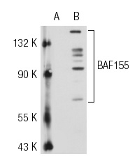 BAF155 (C-19): sc-9747. Western blot analysis of BAF155 expression in non-transfected: sc-117752 (A) and human BAF155 transfected: sc-111379 (B) 293T whole cell lysates.