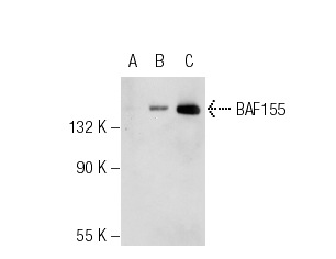 BAF155 (C-19): sc-9747. Western blot analysis of BAF155 expression in non-transfected 293: sc-110760 (A), human BAF155 transfected 293: sc-176899 (B) and Jurkat (C) whole cell lysates.