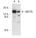 BAF155 (DXD7): sc-32763. Western blot analysis of BAF155 expression in Jurkat (A) and HeLa (B) nuclear extracts.