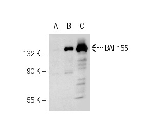 BAF155 (R-18): sc-9746. Western blot analysis of BAF155 expression in non-transfected 293: sc-110760 (A), human BAF155 transfected 293: sc-176899 (B) and Jurkat (C) whole cell lysates.