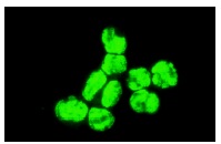 BAF170 (E-6): sc-17838. Immunofluorescence staining of methanol-fixed K-562 cells showing nuclear localization.