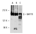 BAF170 (E-6): sc-17838. Western blot analysis of BAF170 expression in A-431 (A), K-562 (B) and MM-142 (C) nuclear extracts.