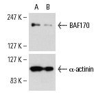 BAF170 siRNA (h): sc-29782. Western blot analysis of BAF170 expression in non-transfected control (A) and BAF170 siRNA transfected (B) HeLa cells. Blot probed with BAF170 (E-6): sc-17838. α-actinin (H-2): sc-17829 used as specificity and loading control.