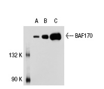BAF170 (E-6): sc-17838. Western blot analysis of BAF170 expression in non-transfected 293T: sc-117752 (A) and human BAF170 transfected 293T: sc-113750 (B) whole cell lysates and K-562 nuclear extract (C).