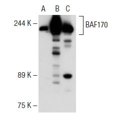 BAF170 (E-6): sc-17838. Western blot analysis of BAF170 expression in non-transfected: sc-117752 (A) and human BAF170 transfected: sc-175518 (B) 293T whole cell lysates and HeLa nuclear extract (C).