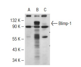 Blimp-1 (6D3): sc-47732. Western blot analysis of Blimp-1 expression in non-transfected: sc-117752 (A) and human Blimp-1 transfected: sc-176916 (B) 293T whole cell lysates and BJAB nuclear extract (C).