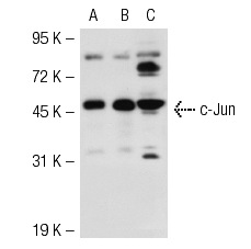 c-Jun (N): sc-45. Western blot analysis of c-Jun expression in non-transfected 293T: sc-117752 (A), mouse c-Jun transfected 293T: sc-125071 (B) and NIH/3T3 (C) whole cell lysates.