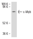 c-Myb (C-19): sc-517. Western blot analysis of c-Myb expression in F9 whole cell lysate.